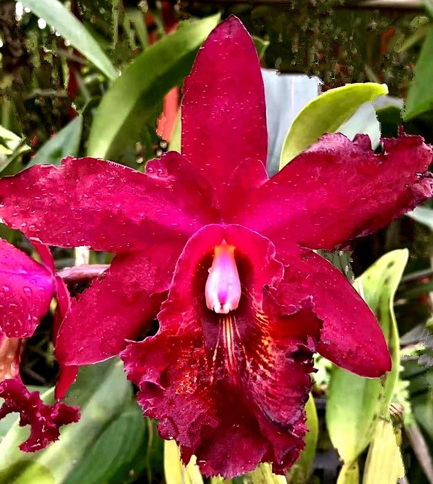 《不老松：中游国旅：异国风情：手机篇》25清迈的兰花园里的兰花，只需要根部喷点水就