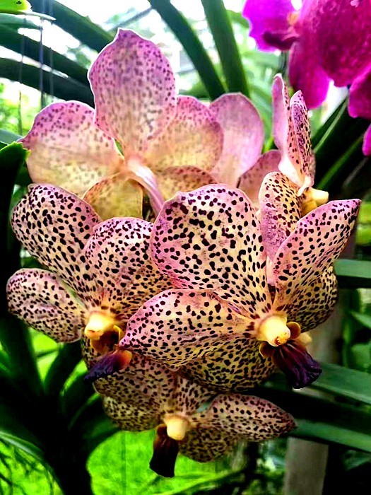 《不老松：中游国旅：异国风情：手机篇》25清迈的兰花园里的兰花，只需要根部喷点水就