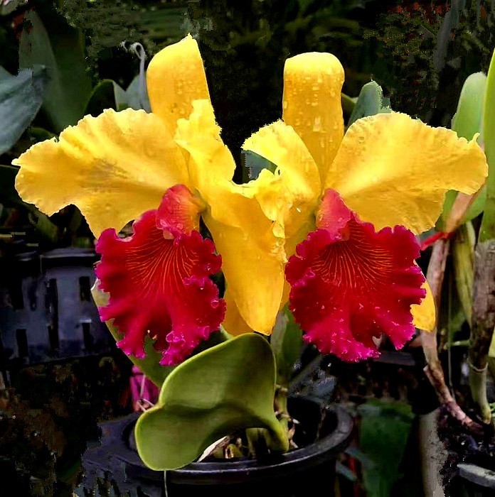 《不老松：中游国旅：异国风情：手机篇》25清迈的兰花园里的兰花，只需要根部喷点水就