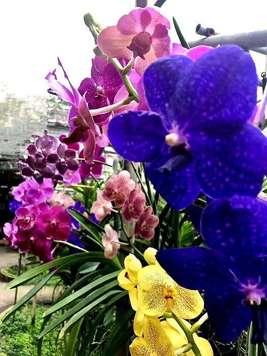 《不老松：中游国旅：异国风情：手机篇》25清迈的兰花园里的兰花，只需要根部喷点水就