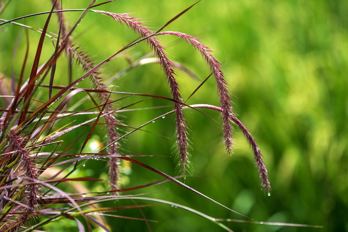 夏天的狗尾草。
