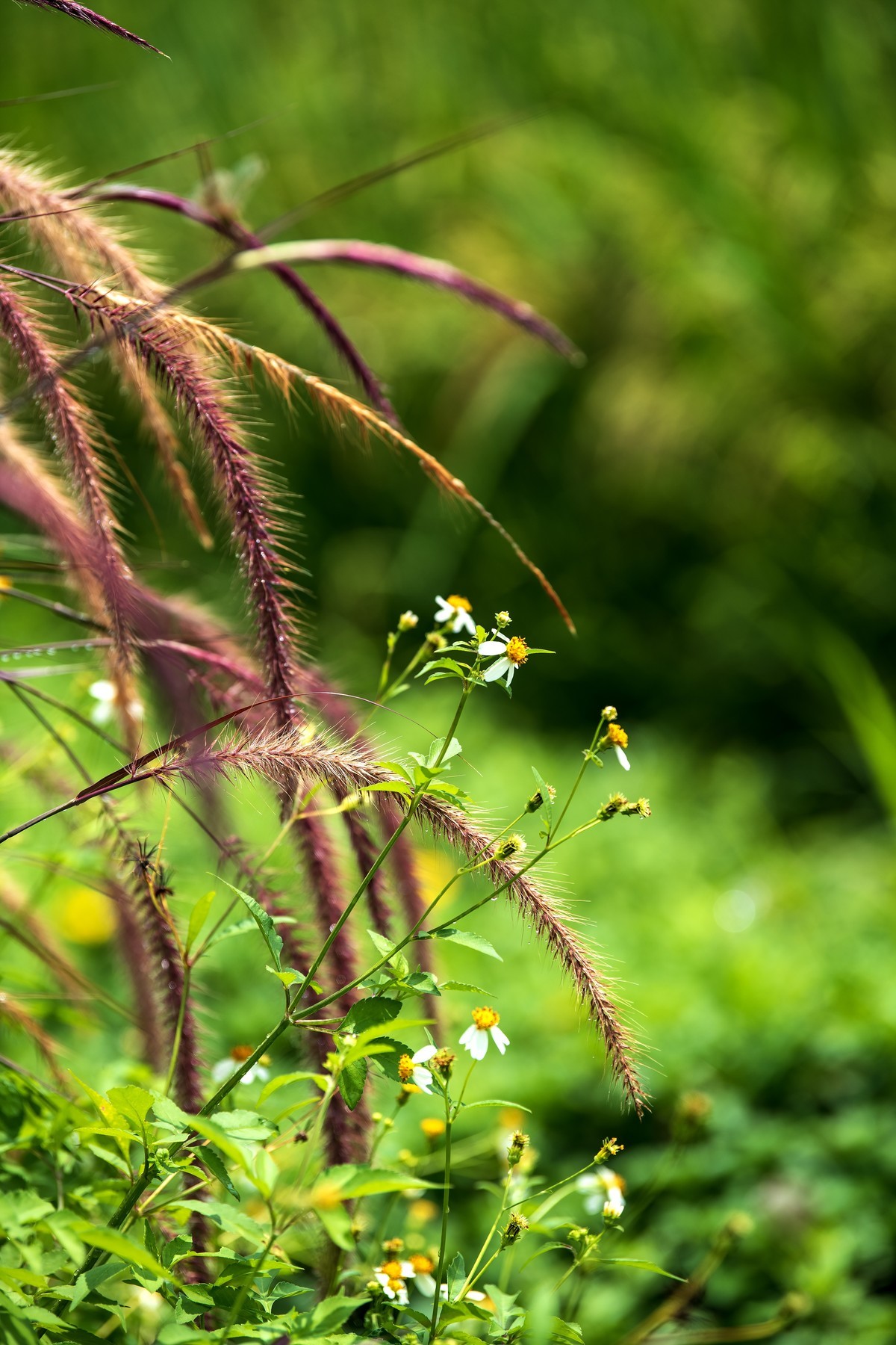 夏天的狗尾草。