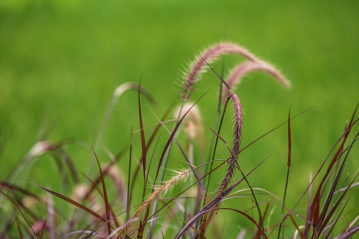 夏天的狗尾草。