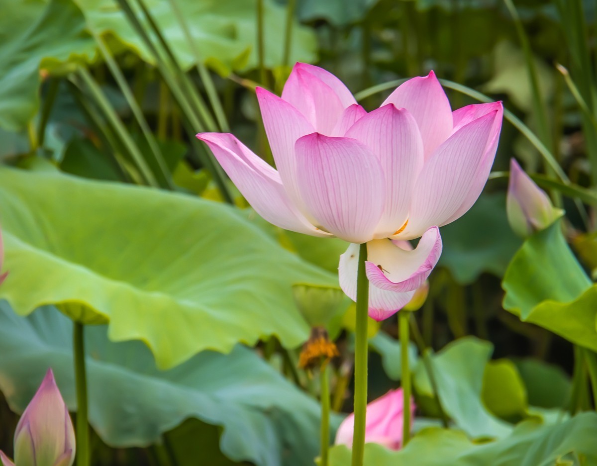 2023-08-28南京西埂莲乡荷花（十六）