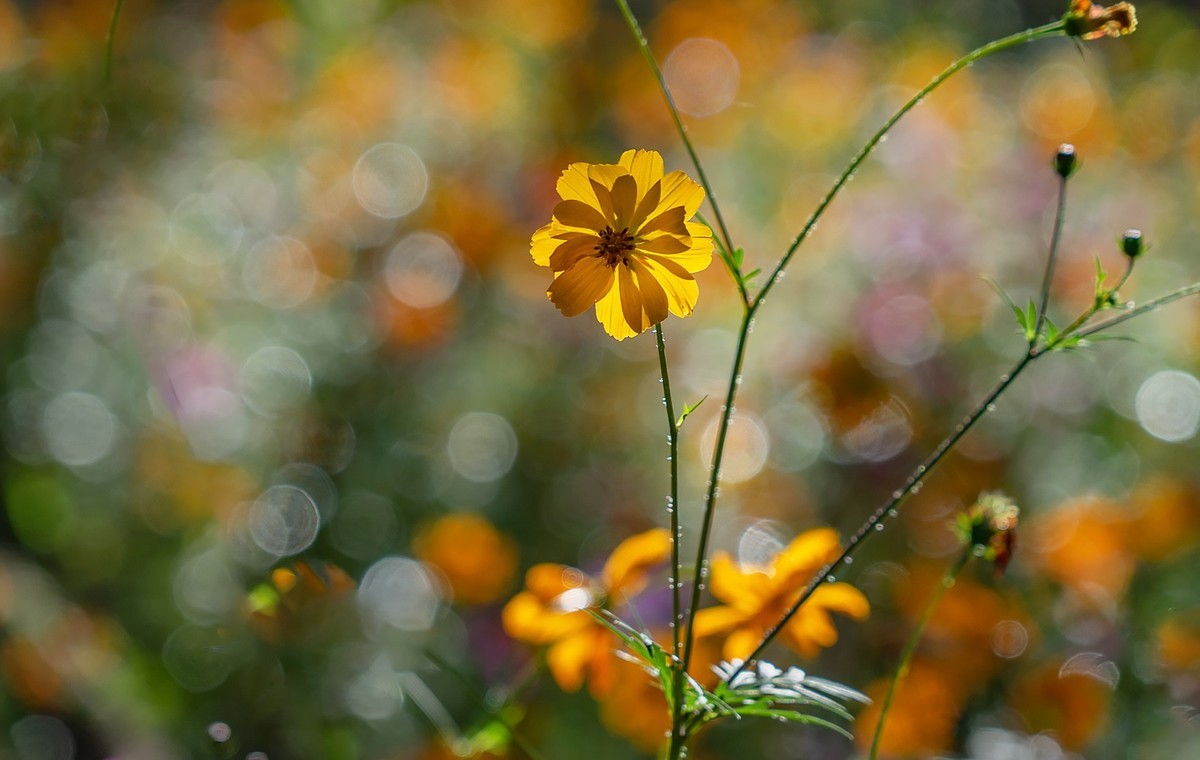 秋意渐浓（续5）