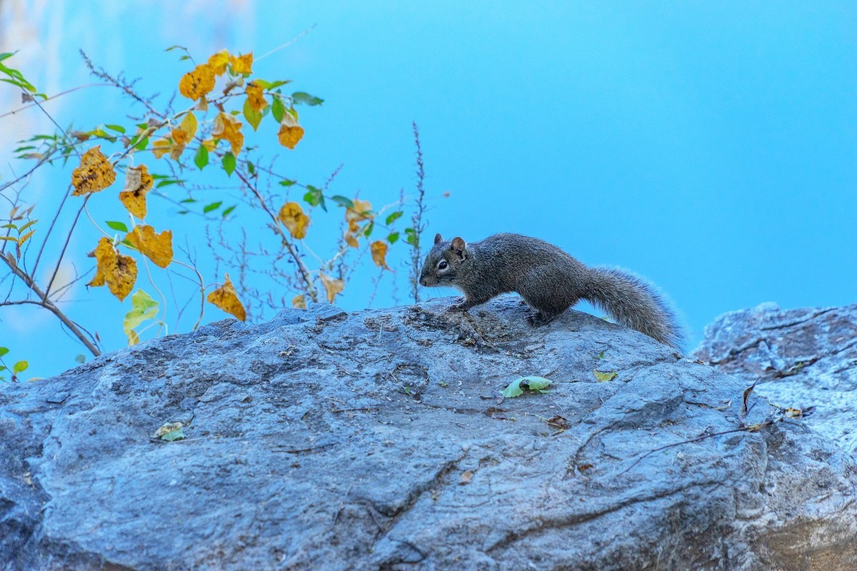 秋意渐浓（续5）