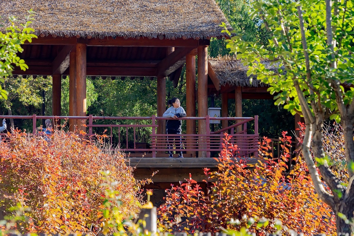 秋意渐浓（续5）