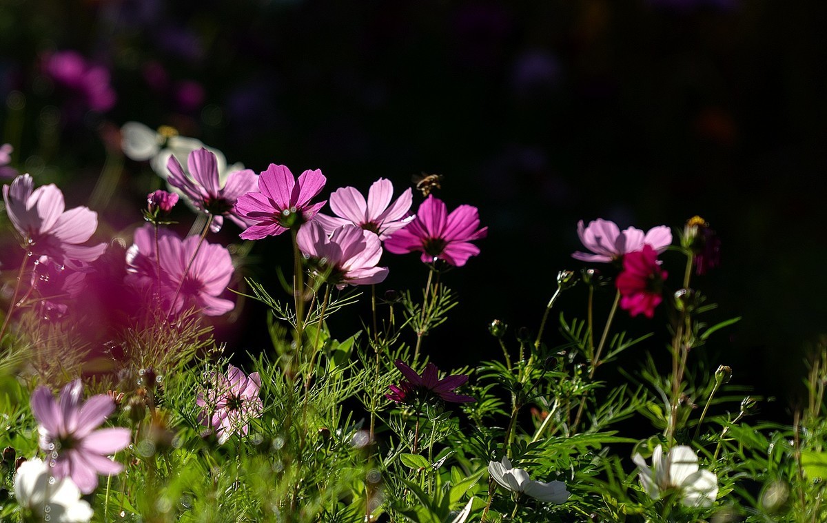秋意渐浓（续5）