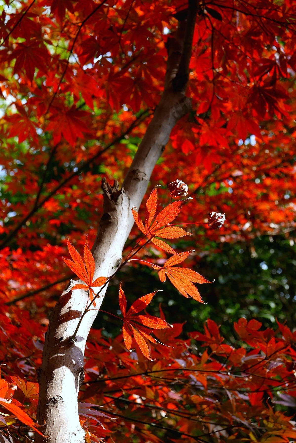 南京栖霞山秋色