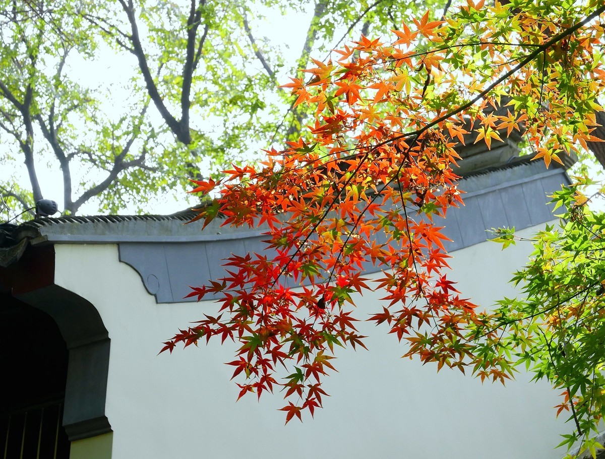 南京栖霞山秋色
