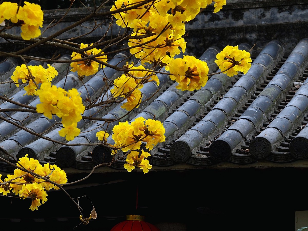 广州光孝寺黄花风铃木