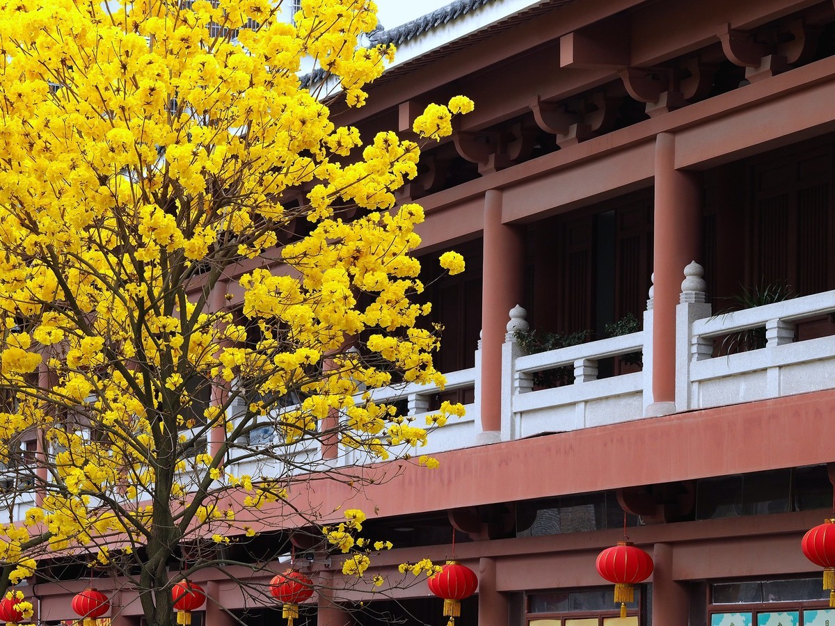 广州光孝寺黄花风铃木