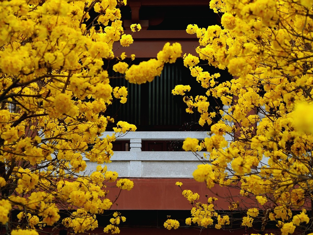 广州光孝寺黄花风铃木