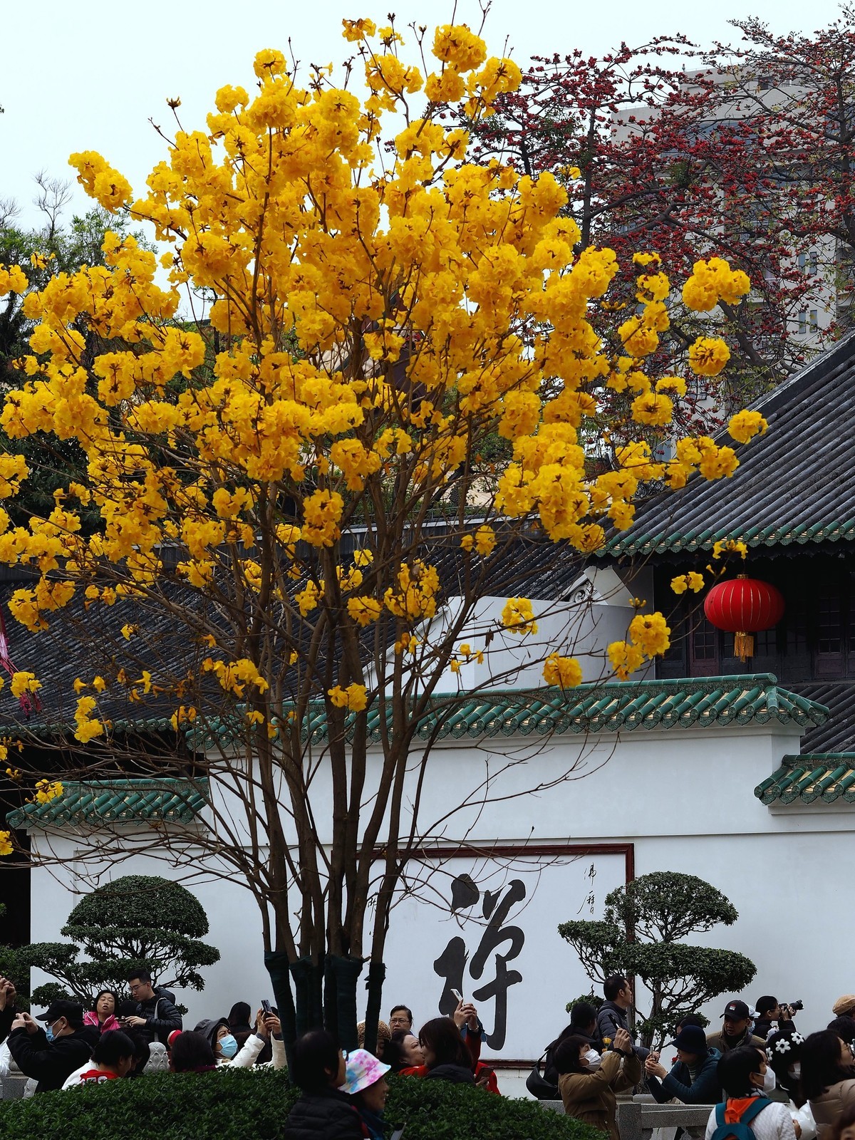 广州光孝寺黄花风铃木