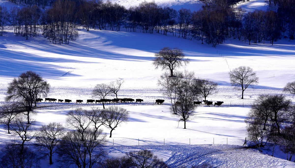 雪牛图