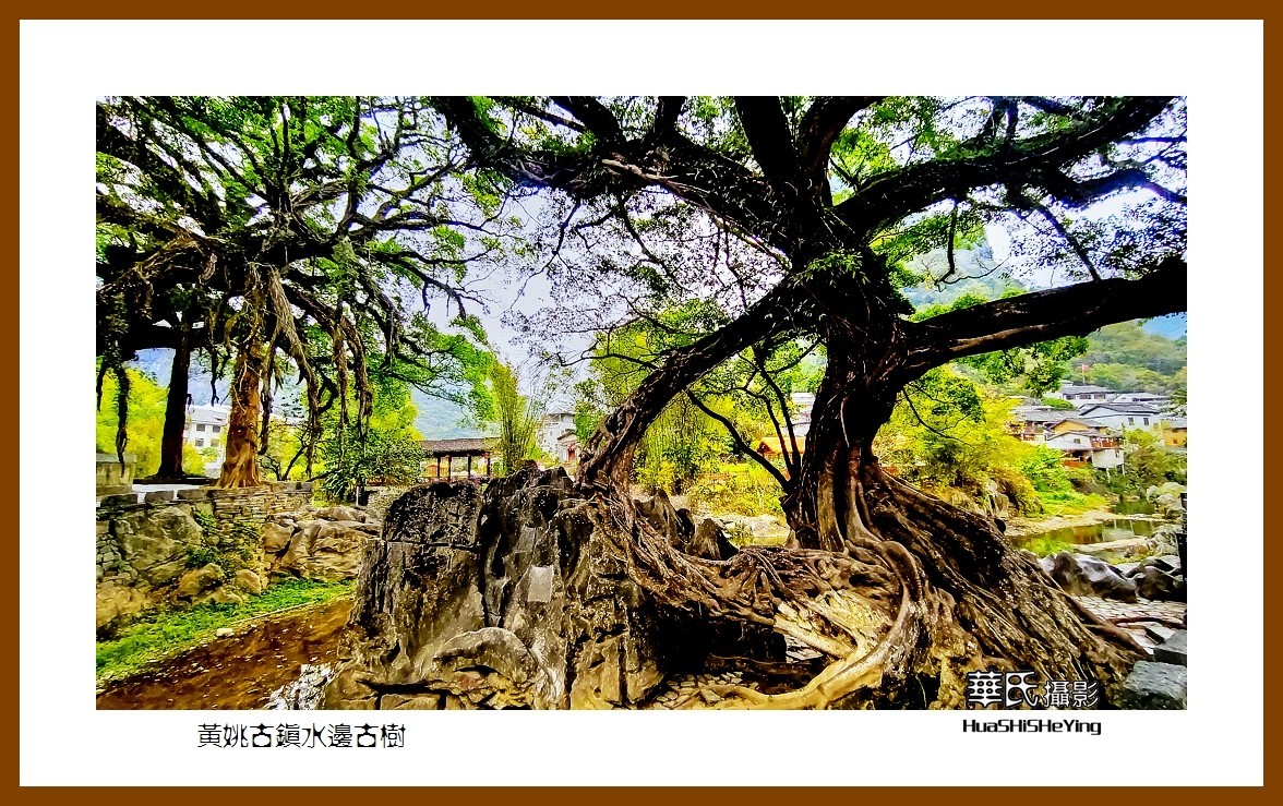 2021南行慢游（广西138）—黄姚古镇水边古树（贺州市昭平县）