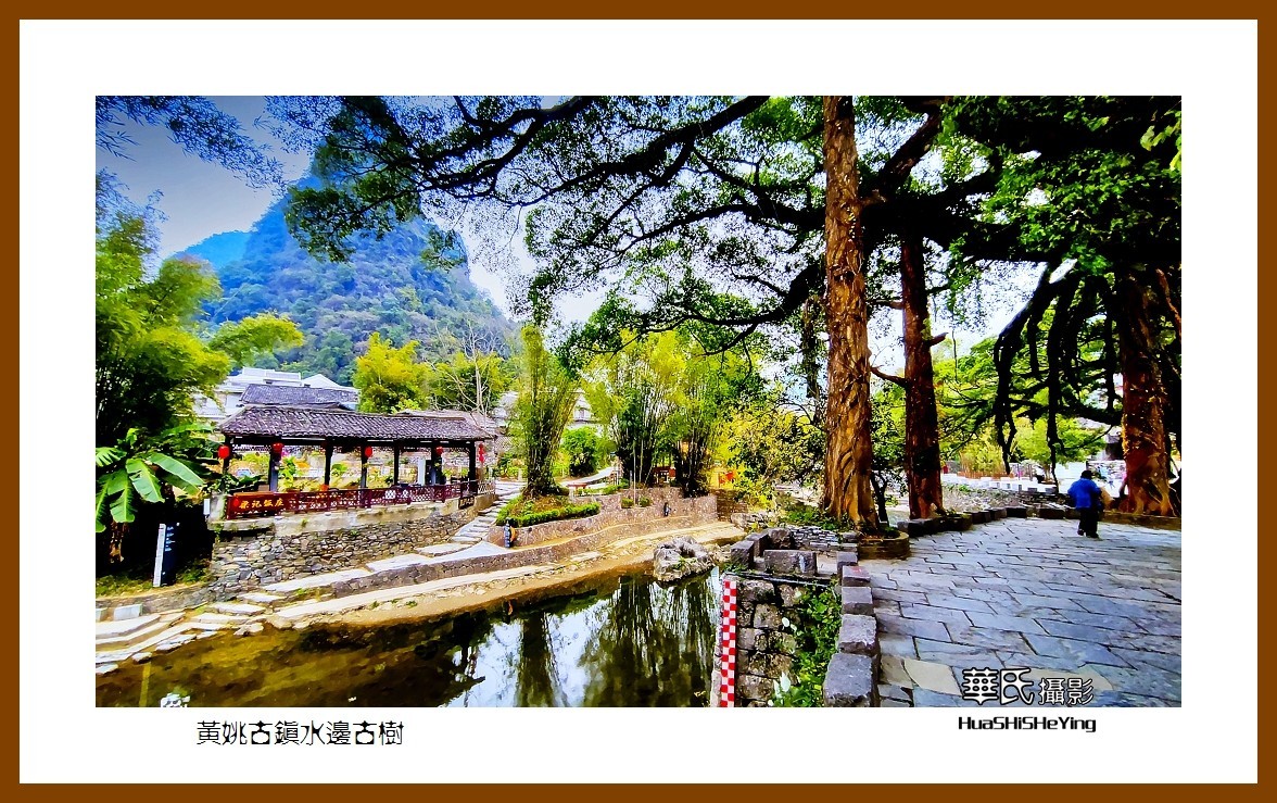 2021南行慢游（广西138）—黄姚古镇水边古树（贺州市昭平县）