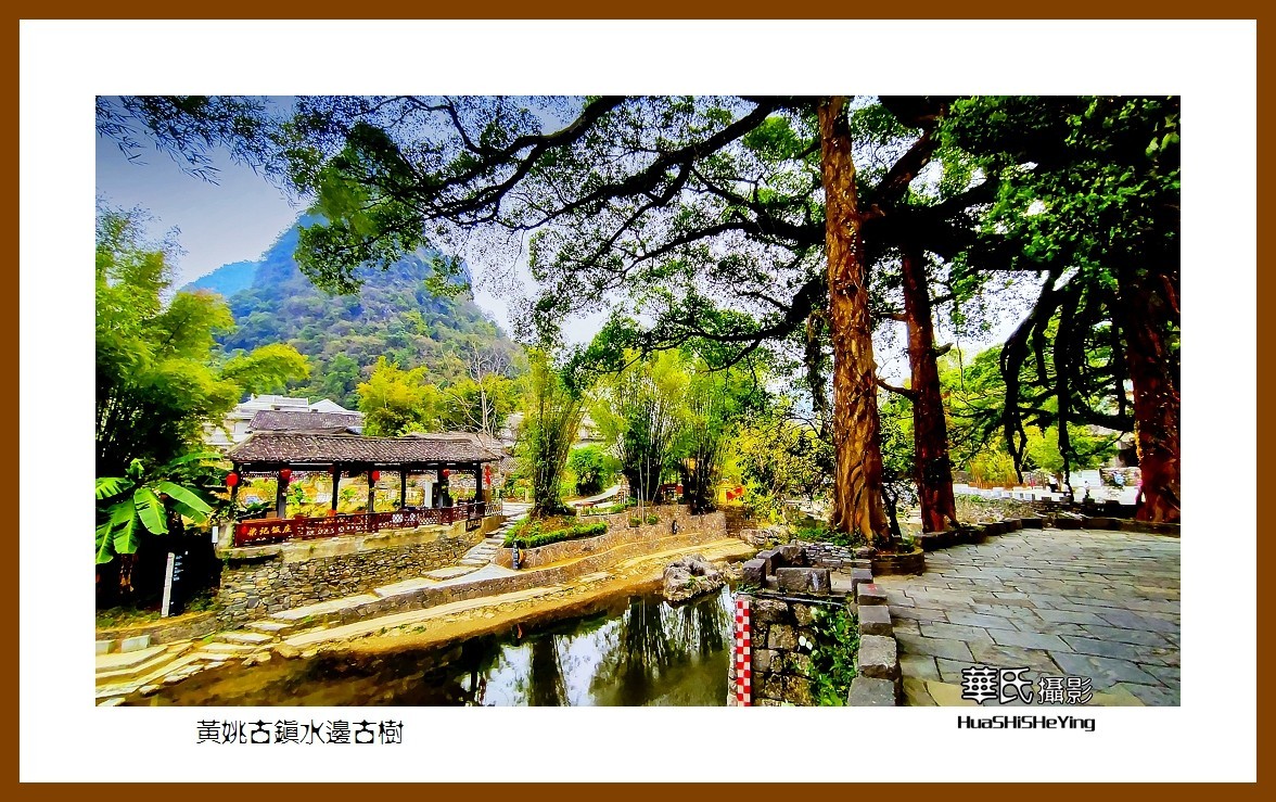2021南行慢游（广西138）—黄姚古镇水边古树（贺州市昭平县）