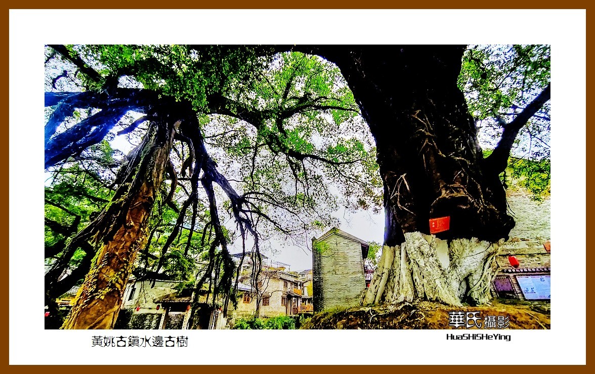 2021南行慢游（广西138）—黄姚古镇水边古树（贺州市昭平县）