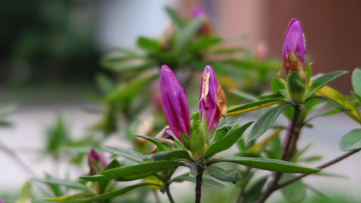 佳能G7X原图直出