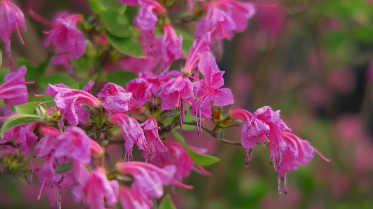 佳能G7X原图直出