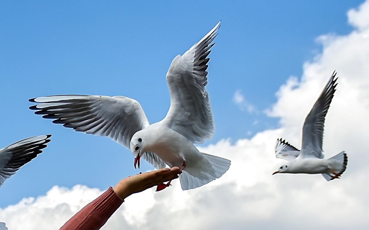 2025元旦节云南自驾滇池拍海鸥南涧县土林