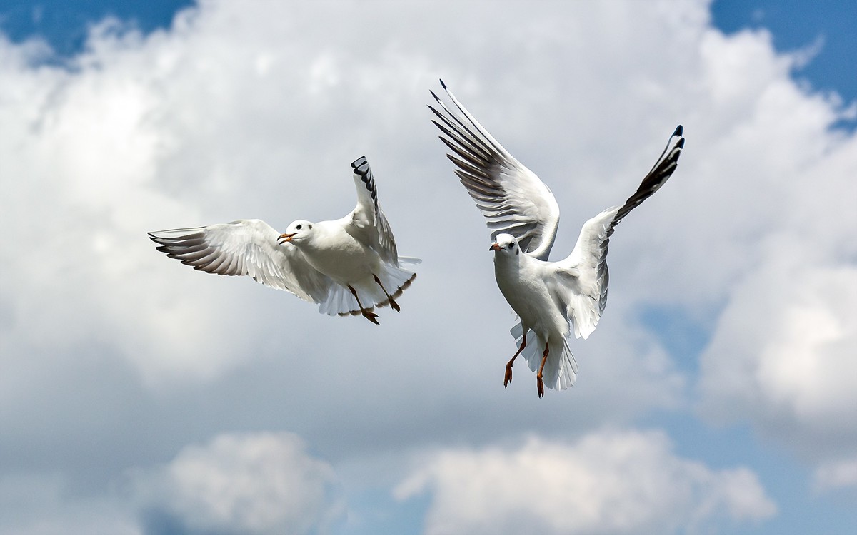 2025元旦节云南自驾滇池拍海鸥南涧县土林