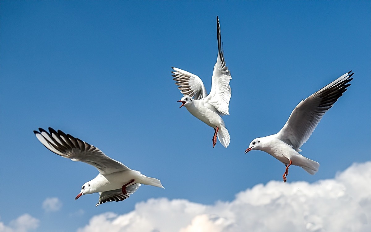 2025元旦节云南自驾滇池拍海鸥南涧县土林