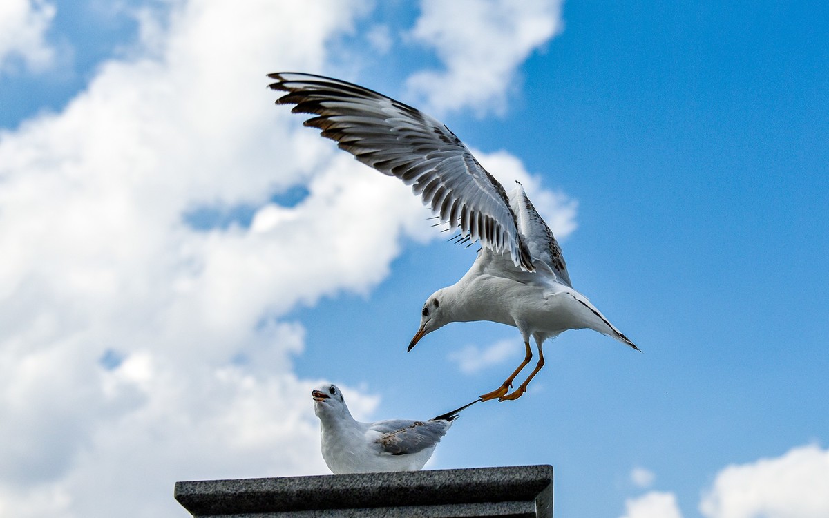 2025元旦节云南自驾滇池拍海鸥南涧县土林
