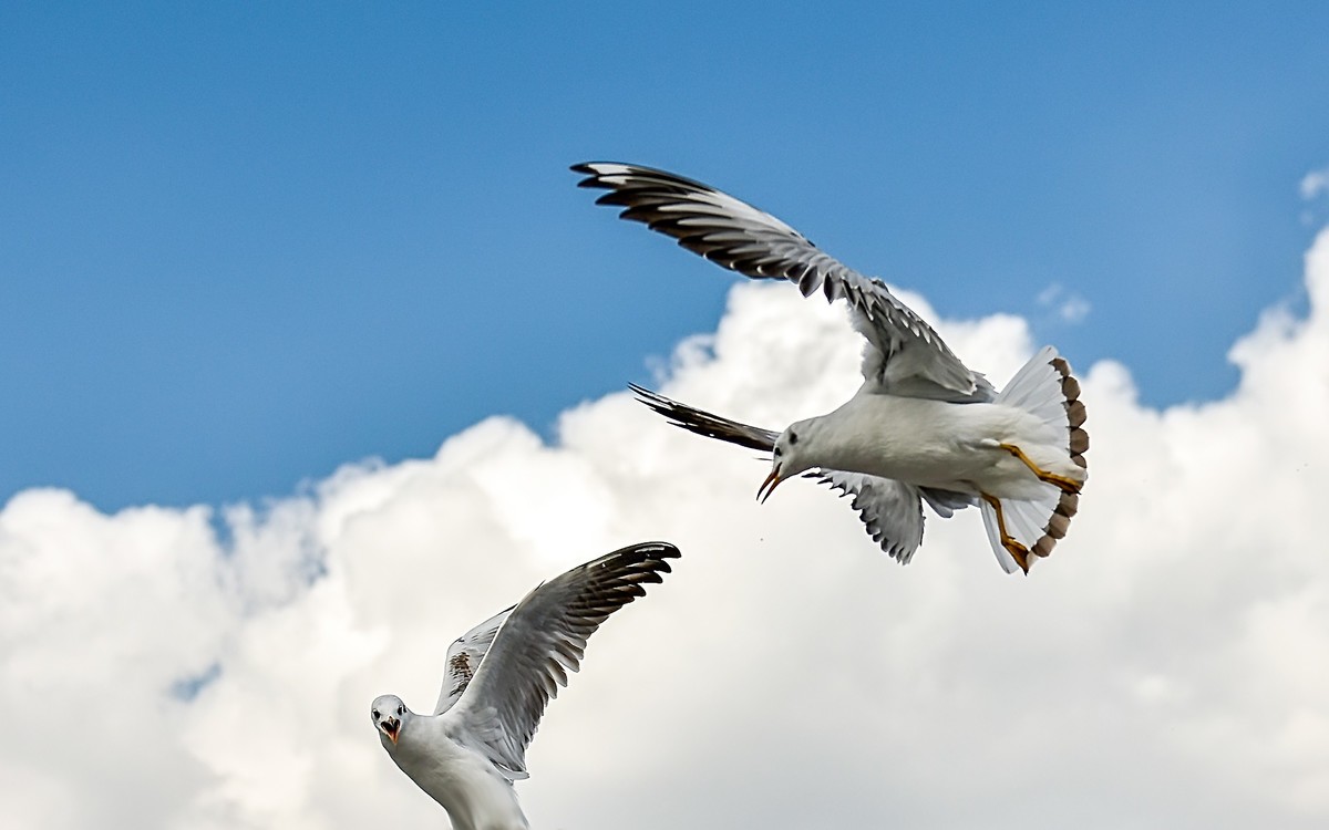 2025元旦节云南自驾滇池拍海鸥南涧县土林