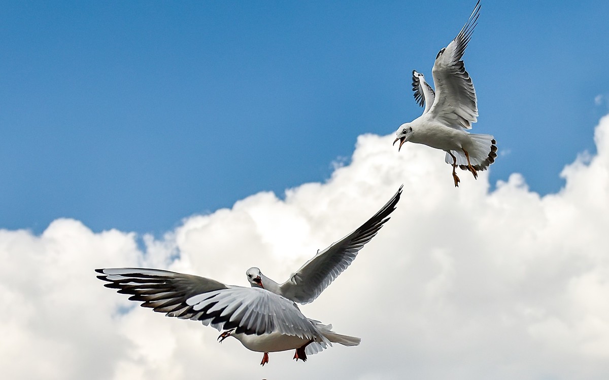 2025元旦节云南自驾滇池拍海鸥南涧县土林