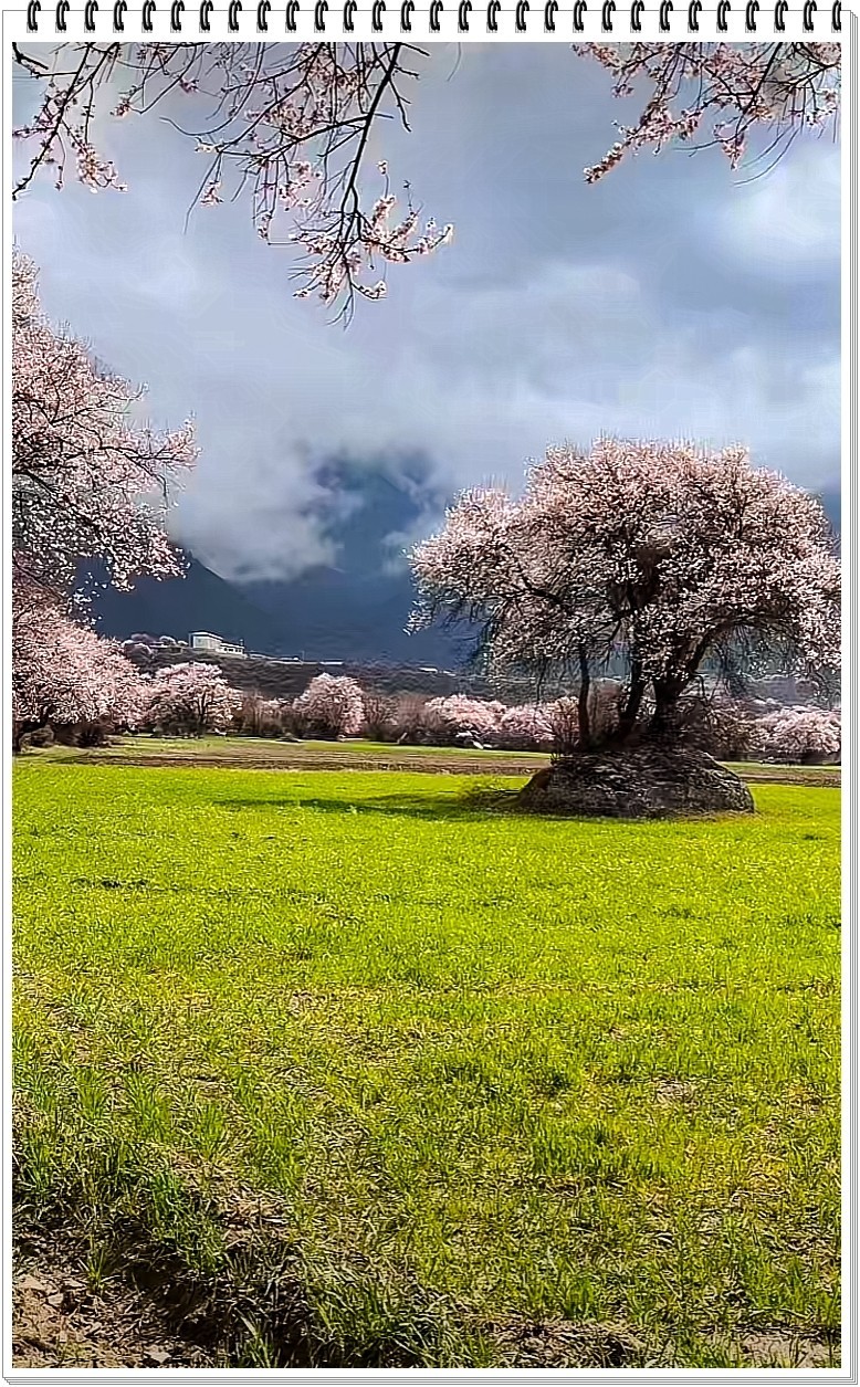 2025年- 林芝桃花纪实抓拍-0295