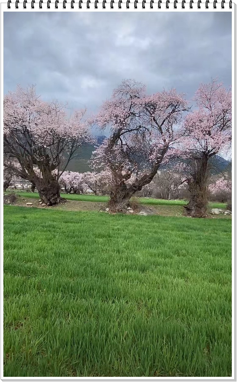 2025年- 林芝桃花纪实抓拍-0295