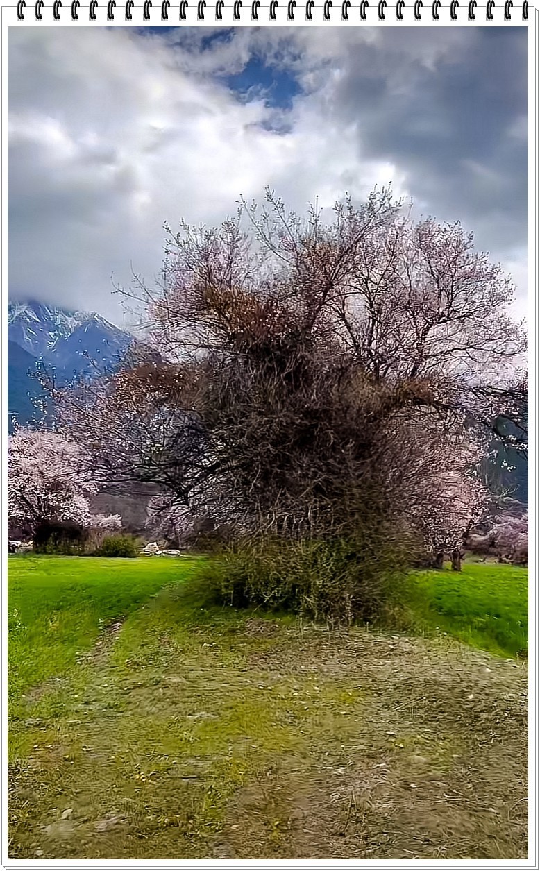 2025年- 林芝桃花纪实抓拍-0295