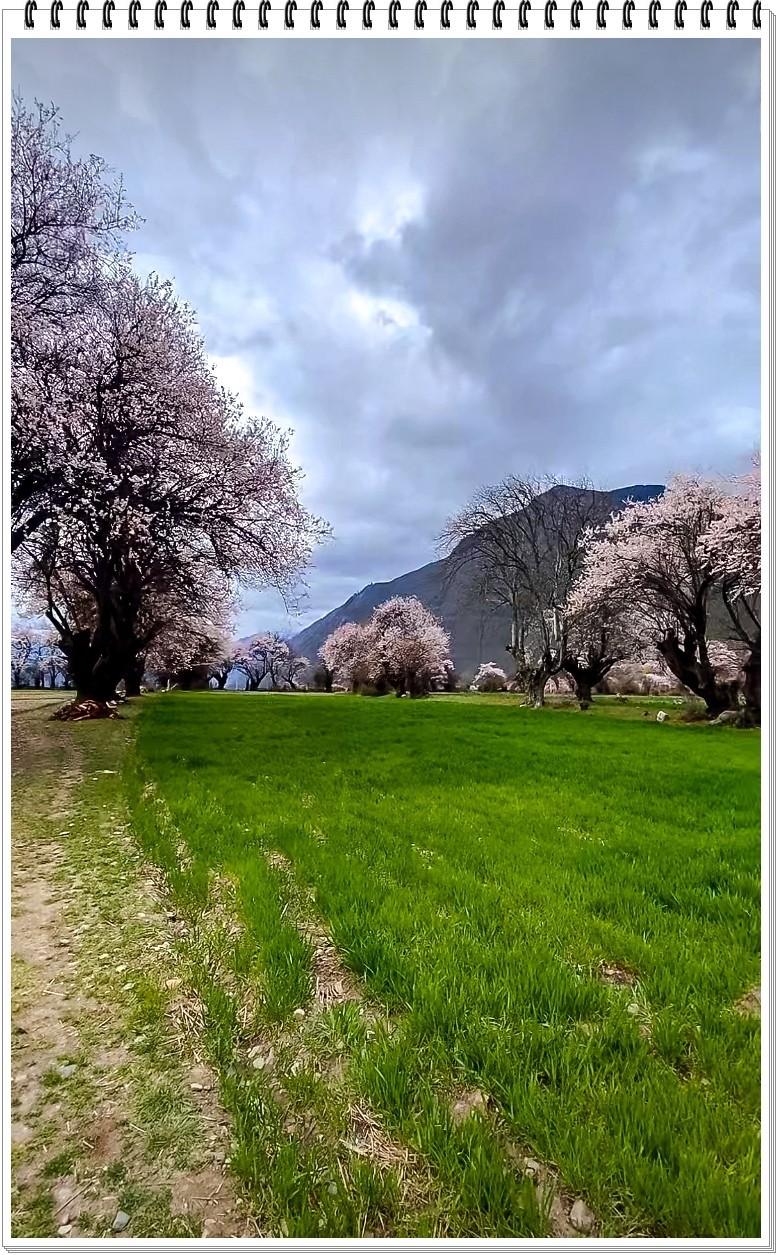 2025年- 林芝桃花纪实抓拍-0295