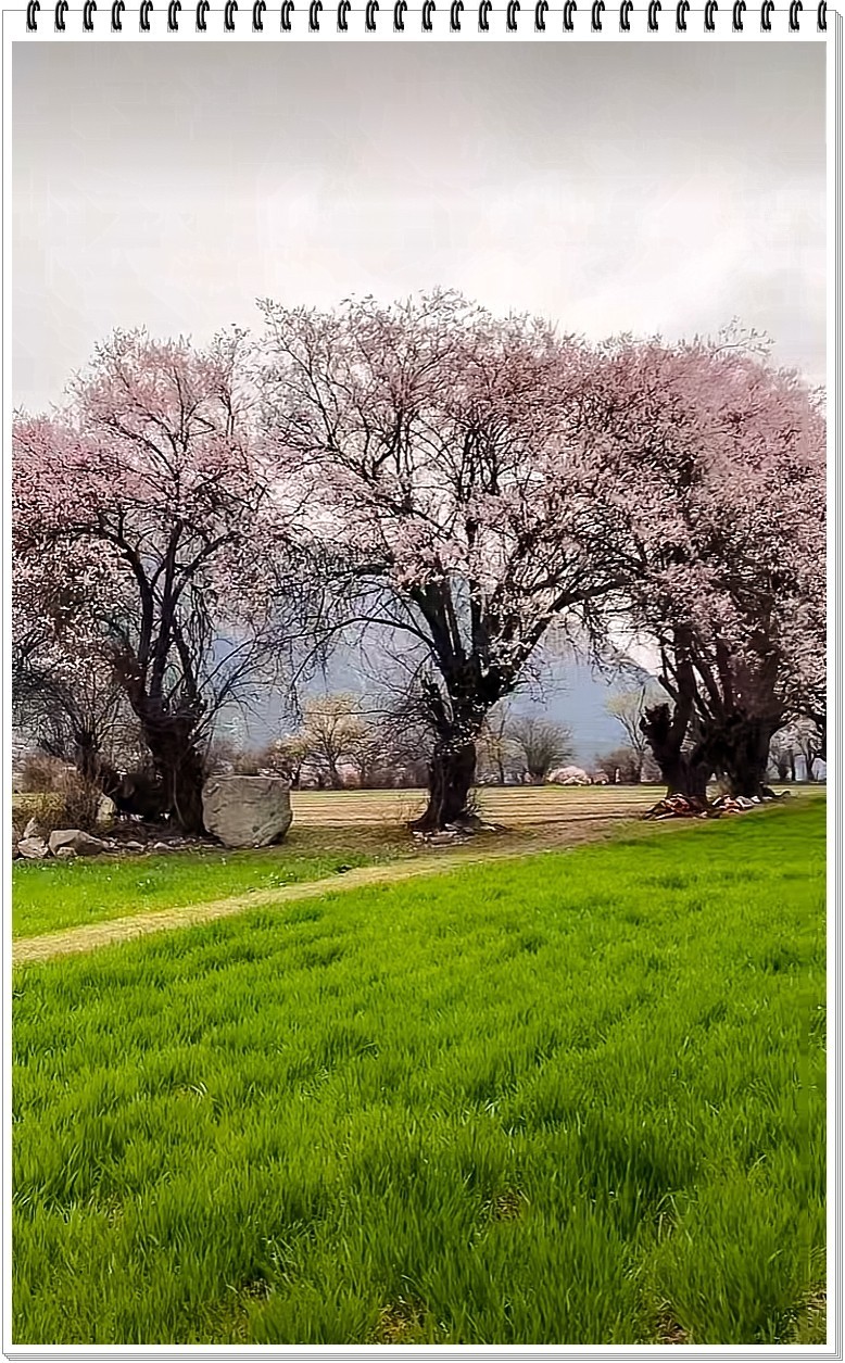 2025年- 林芝桃花纪实抓拍-0295