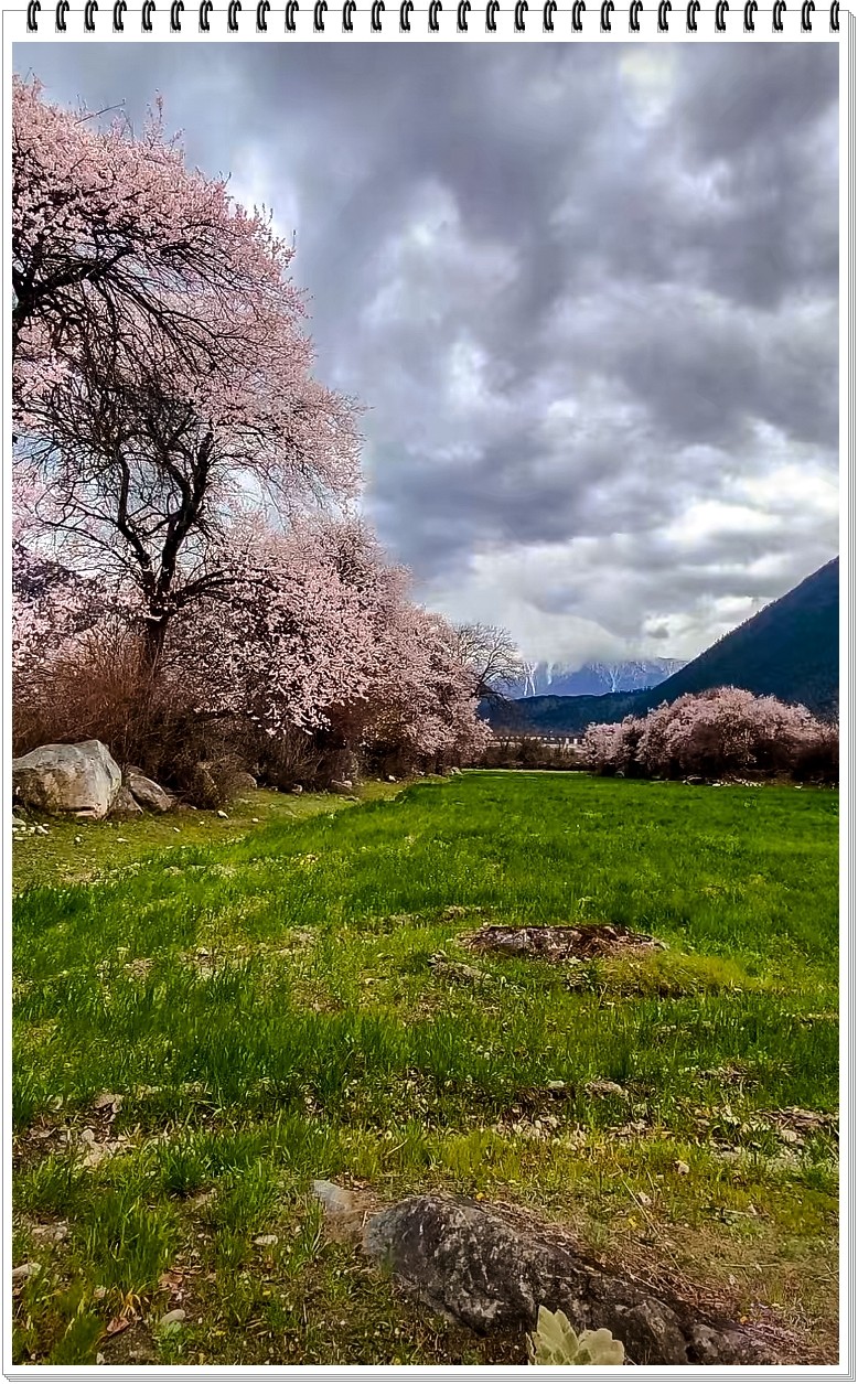 2025年- 林芝桃花纪实抓拍-0297