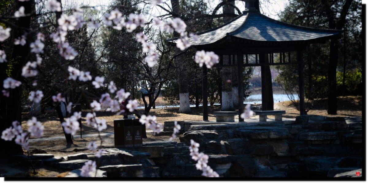 春色才上枝头（颐和园）