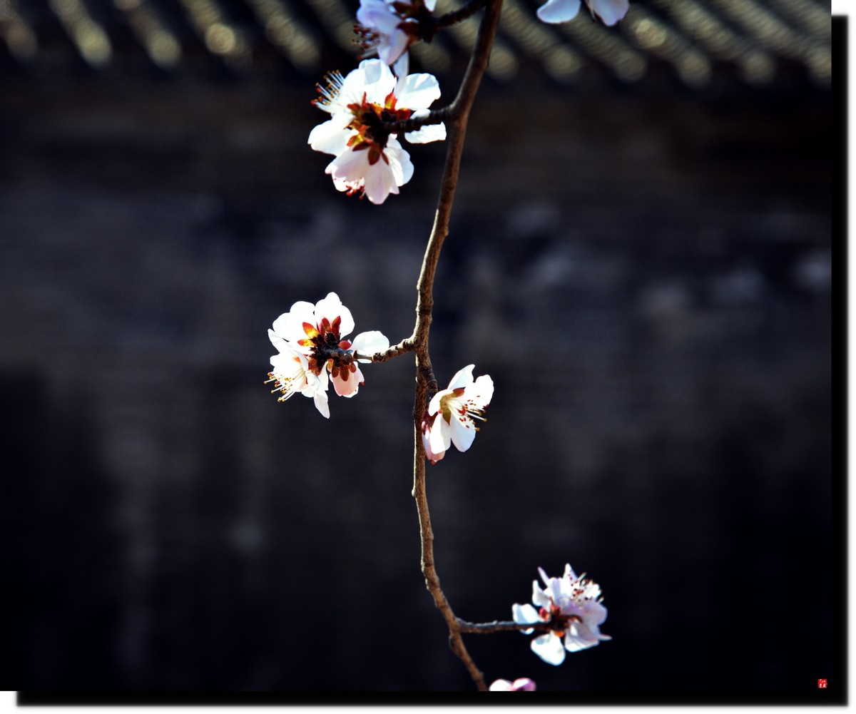 春色才上枝头（颐和园）