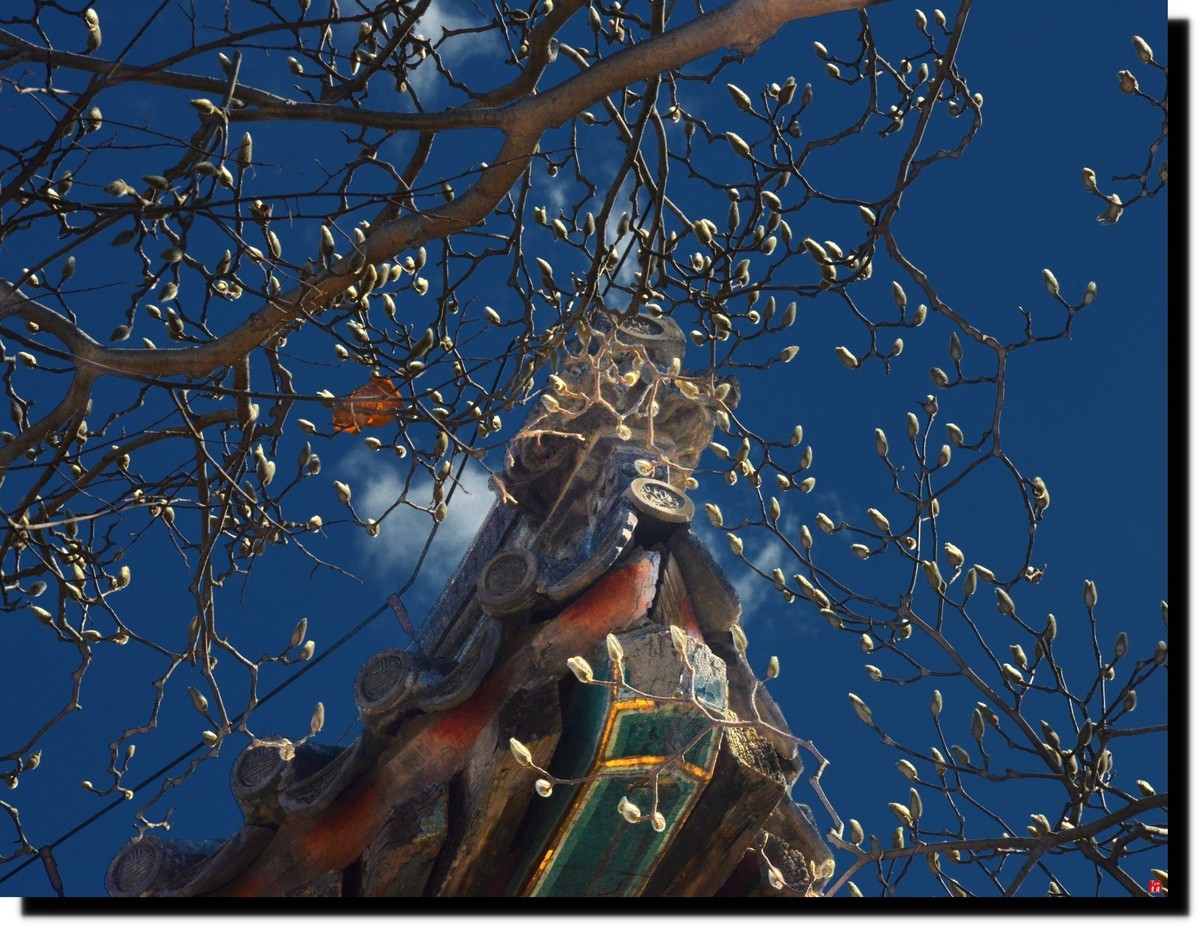 春色才上枝头（颐和园）