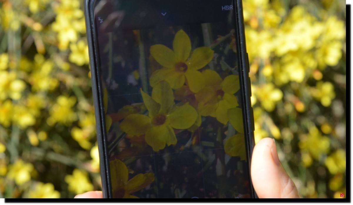 春色才上枝头（颐和园）