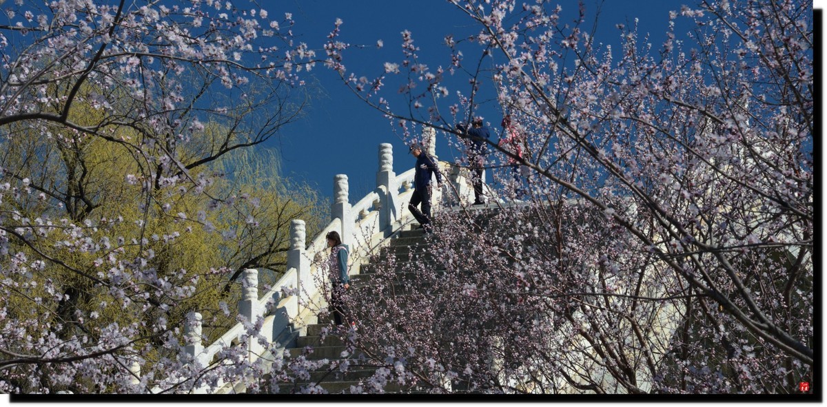 春色才上枝头（颐和园）