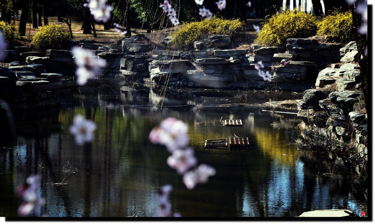 春色才上枝头（颐和园）