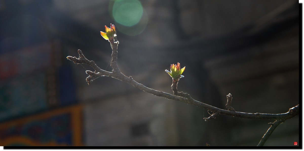 春色才上枝头（颐和园）