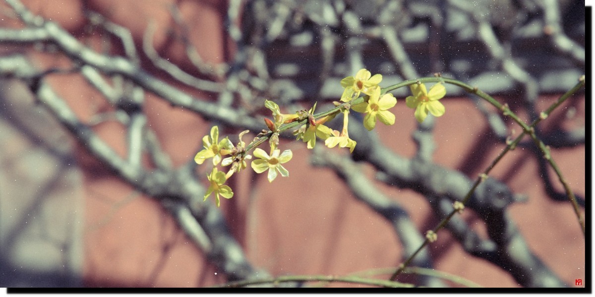 春色才上枝头（颐和园）
