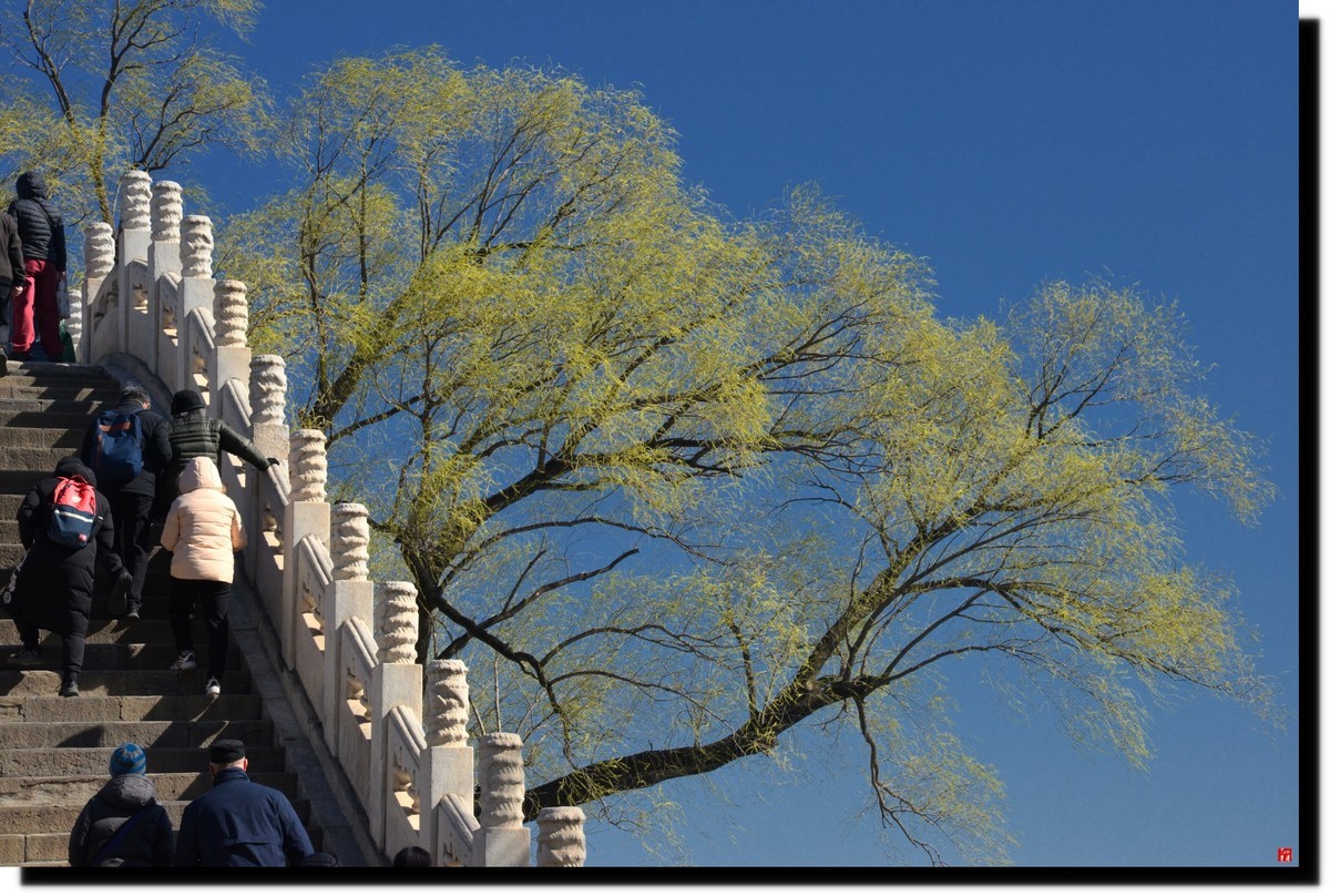 春色才上枝头（颐和园）