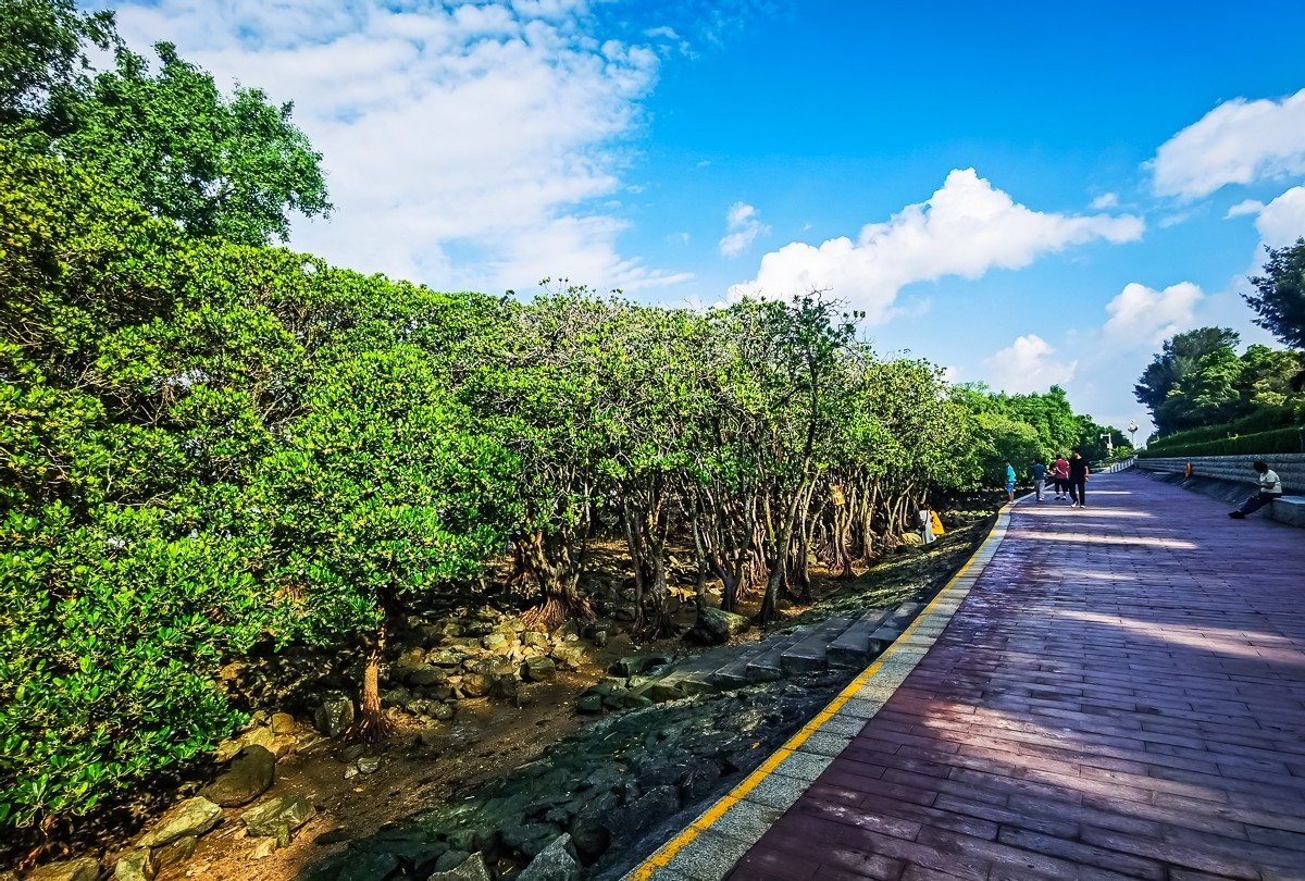 深圳西湾红树林湿地公园掠影