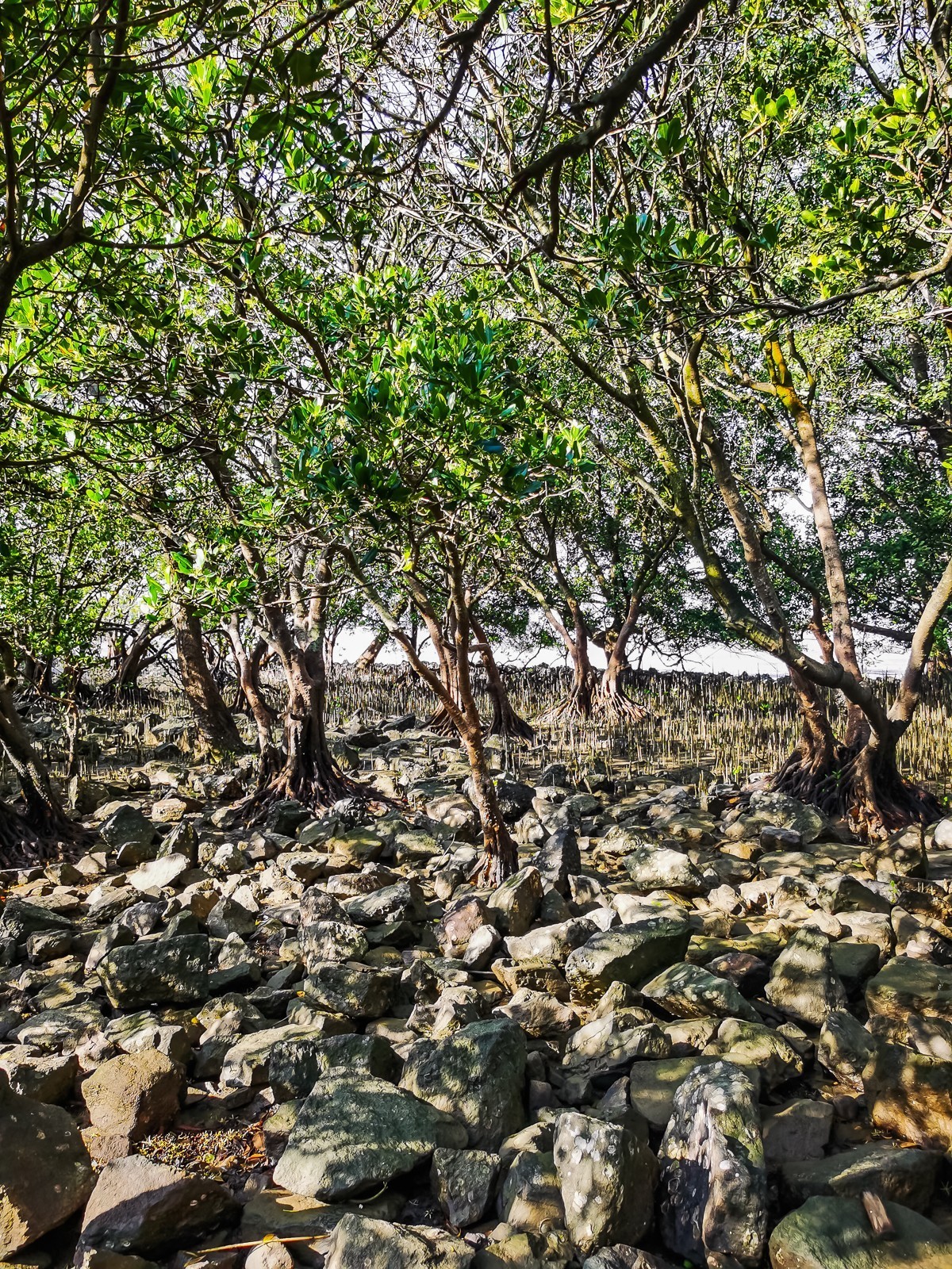 深圳西湾红树林湿地公园掠影