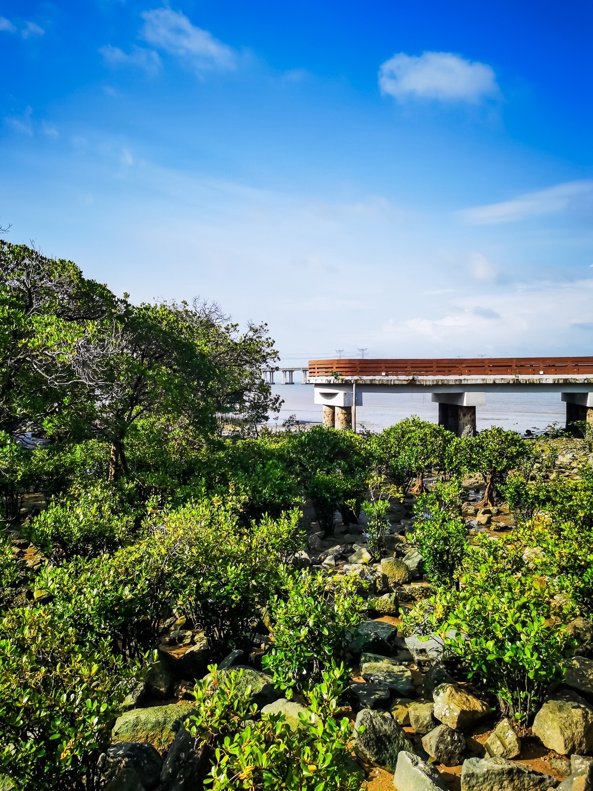 深圳西湾红树林湿地公园掠影