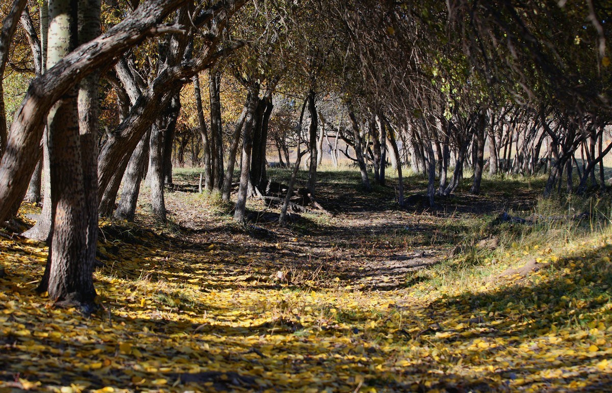 内蒙乌兰布统坝上盘龙大峡谷（一）